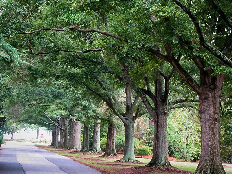 City of Charlotte Conducting Inventory of Street Trees Charlotte Area
